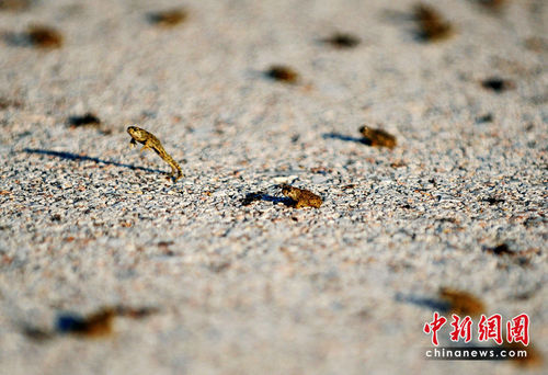 希腊环保部门认为这群青蛙恰好是穿越公路觅食