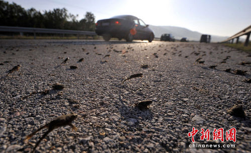 数百万只青蛙霸占希腊高速公路。