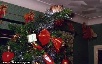 猫捉老鼠