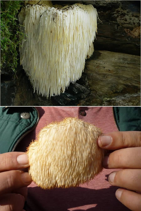 胡须齿菌