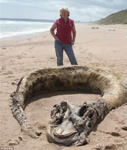 英国海滩发现10米长似史前生物神秘腐烂尸体 
